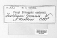 Image Associated With the Occurence